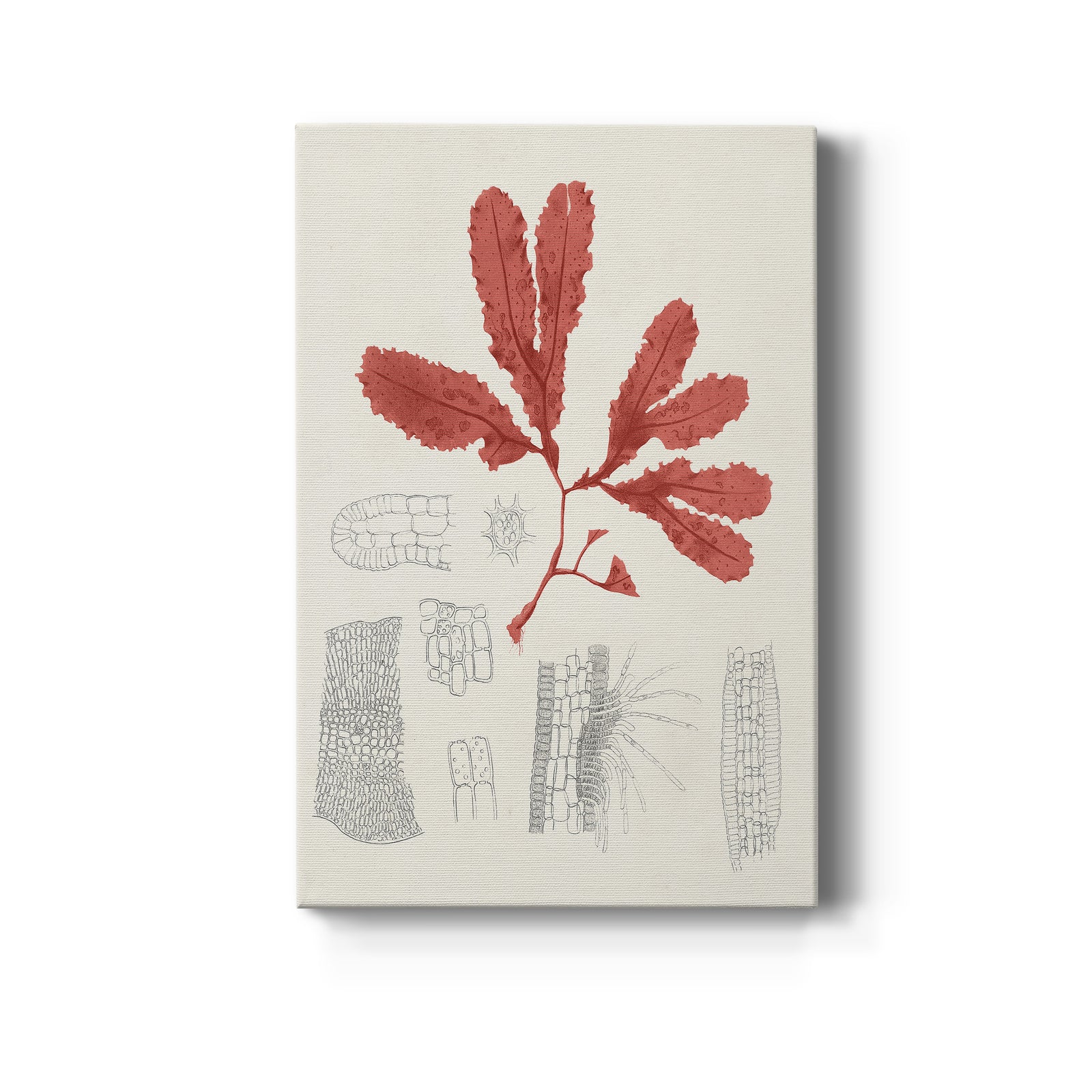 Vintage Coral Study II - Canvas Art Print