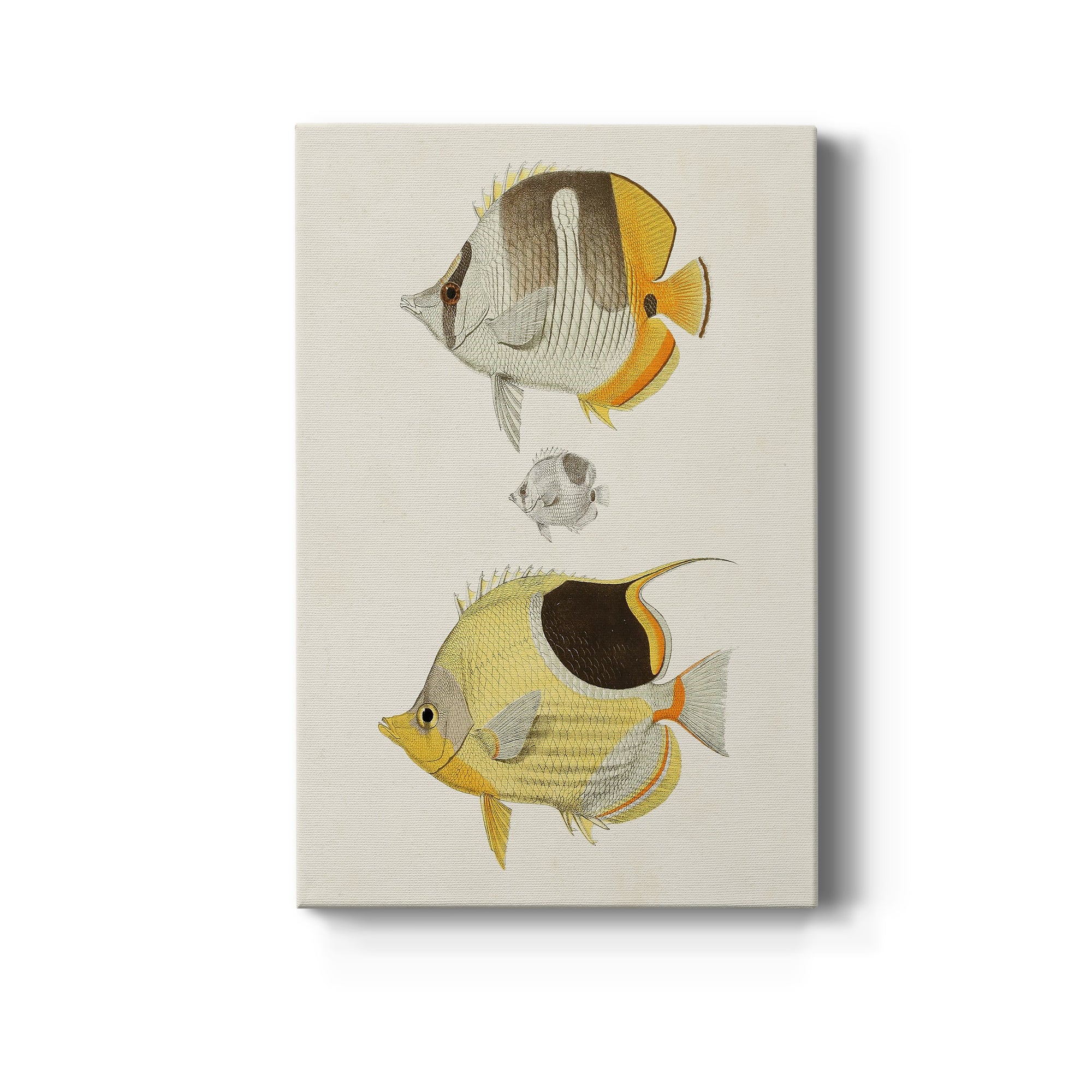 Yellow & Grey Fish II Premium Gallery Wrapped Canvas - Ready to Hang