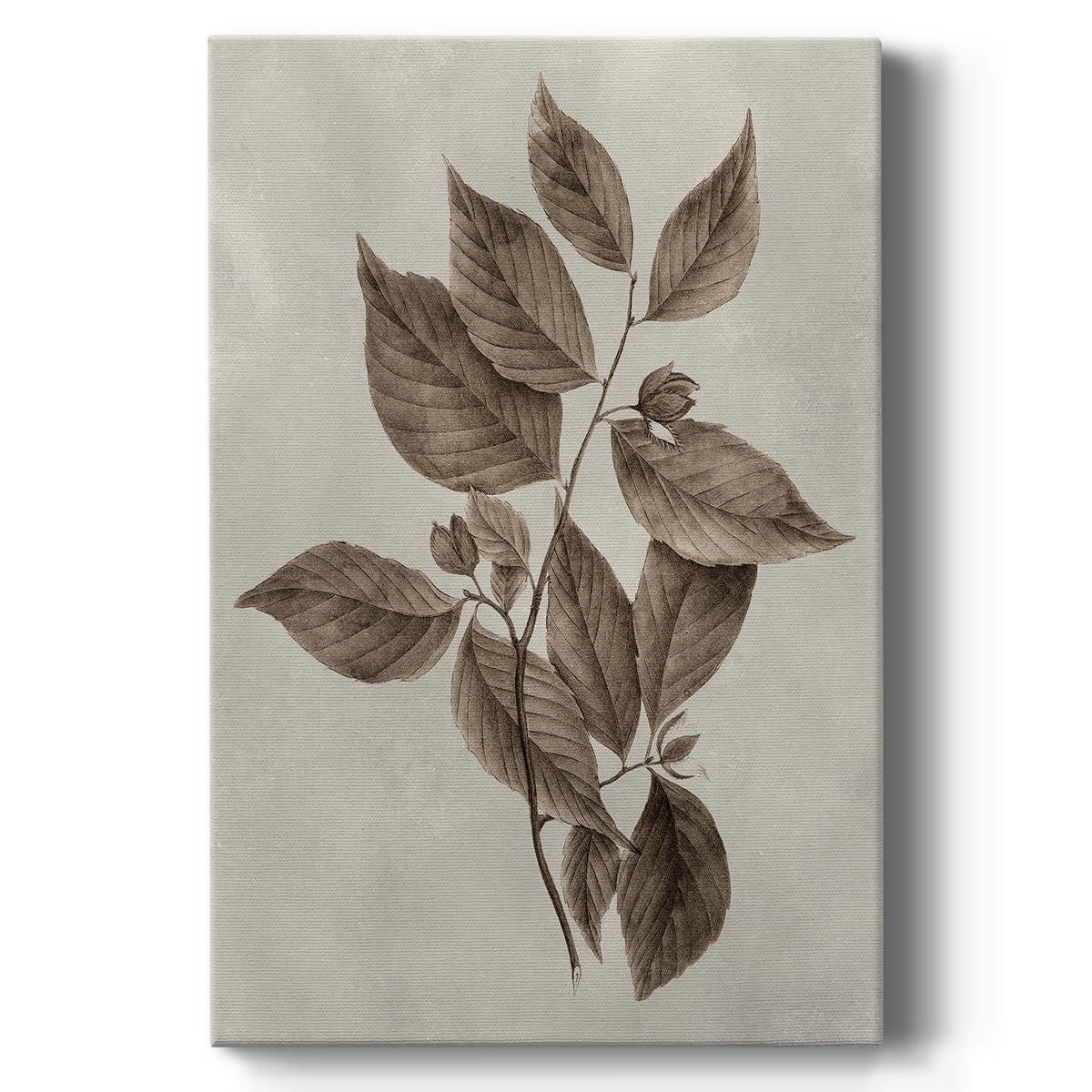 Arbor Specimen III - Canvas Art Print