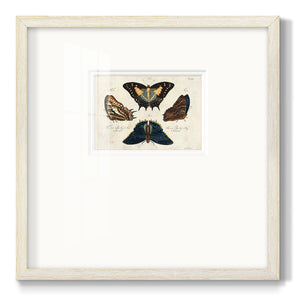 Crackled Butterflies IV Premium Framed Print Double Matboard