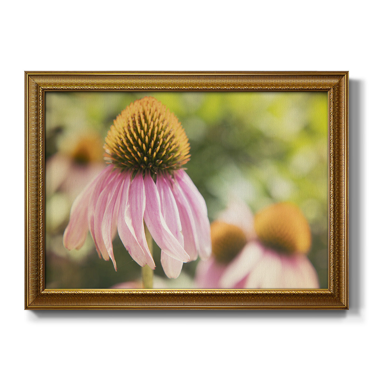 Echinacea Study II - Ornate Framed Canvas Print