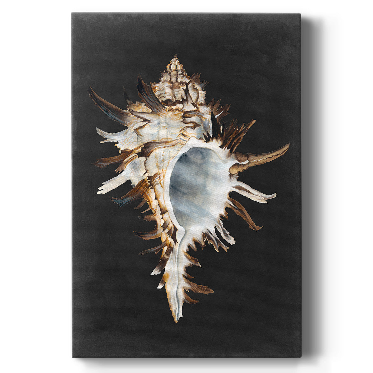 Graphic Black Murex Premium Gallery Wrapped Canvas - Ready to Hang