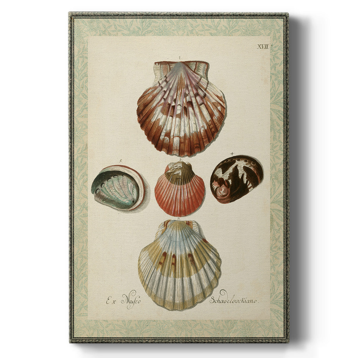 Bookplate Shells III - Canvas Art Print