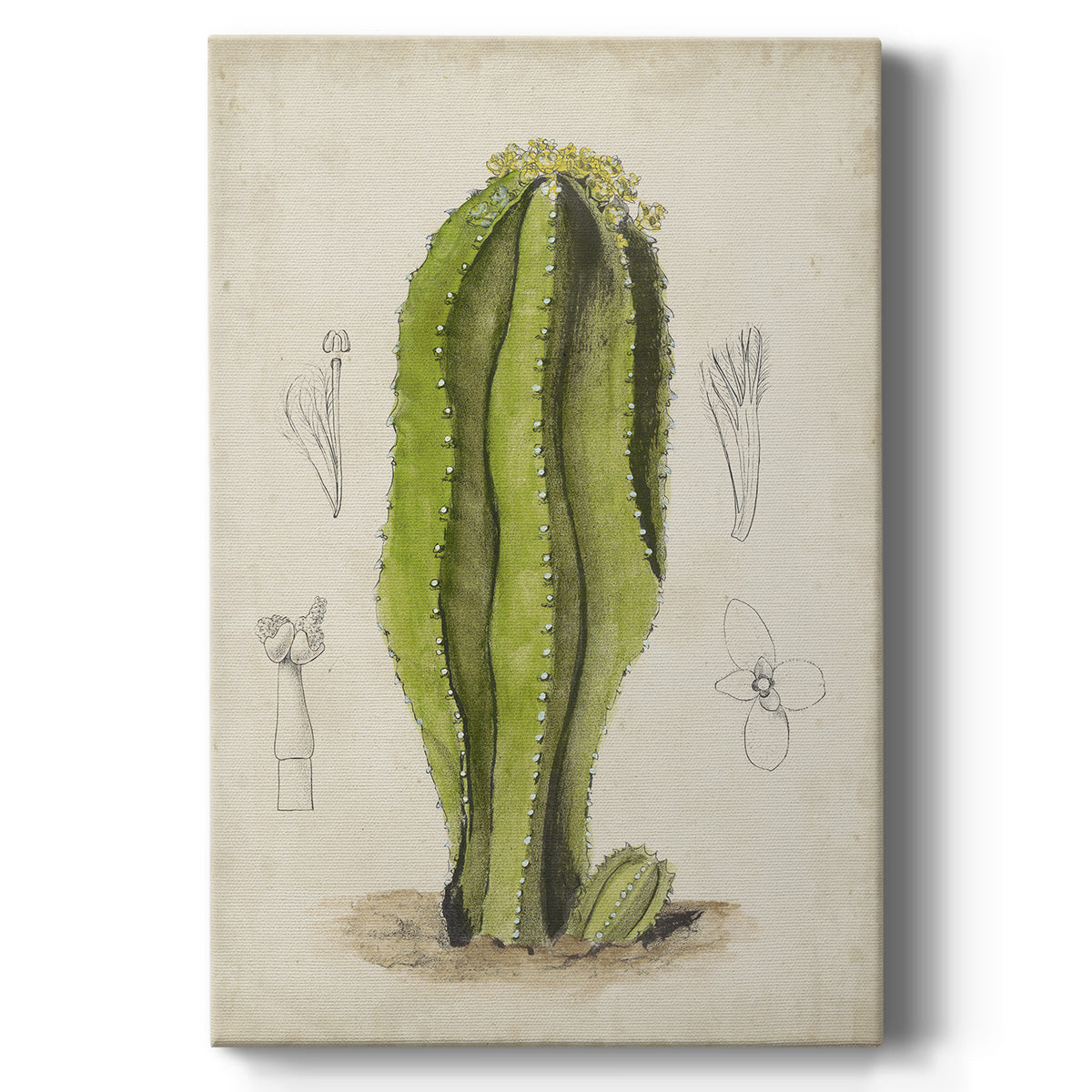 Antique Cactus VI - Canvas Art Print