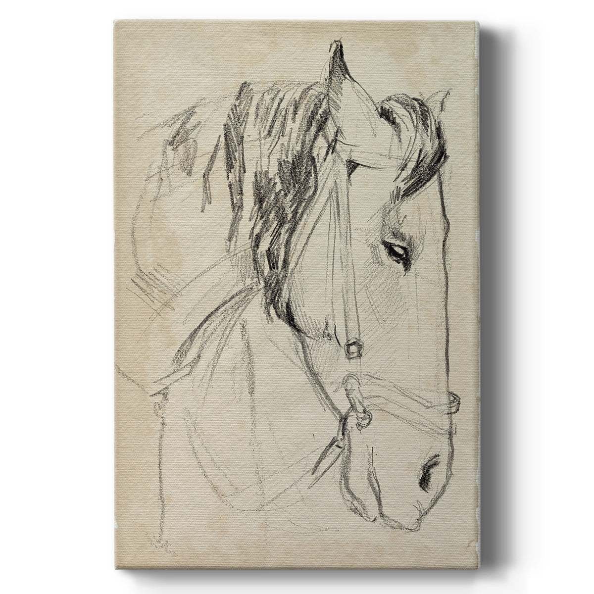 Horse in Bridle Sketch I - Canvas Art Print
