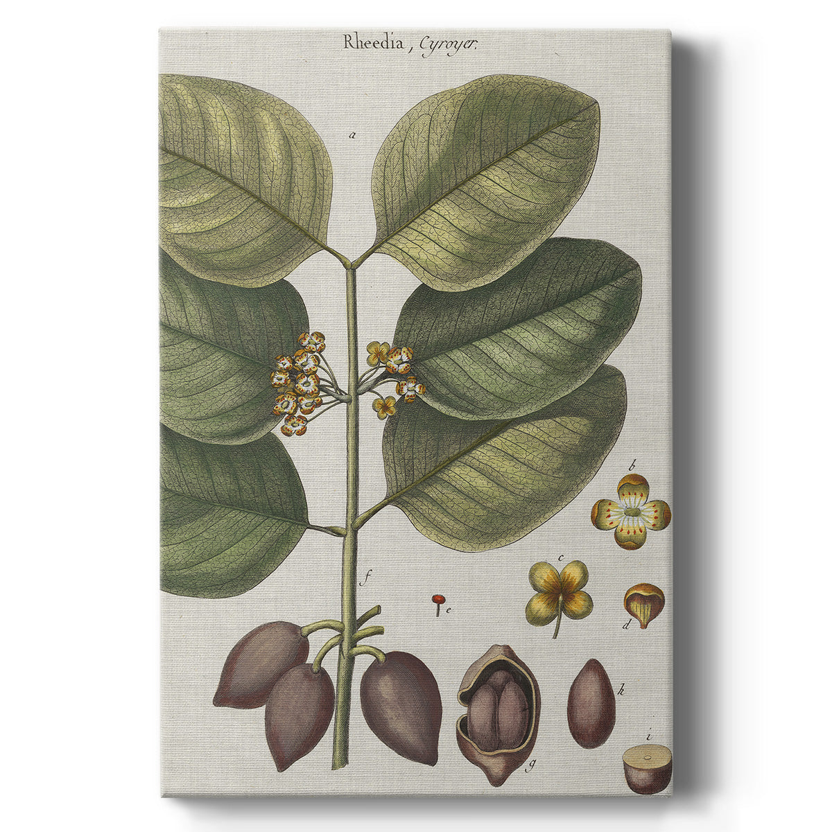 Exotic Botanique II Premium Gallery Wrapped Canvas - Ready to Hang