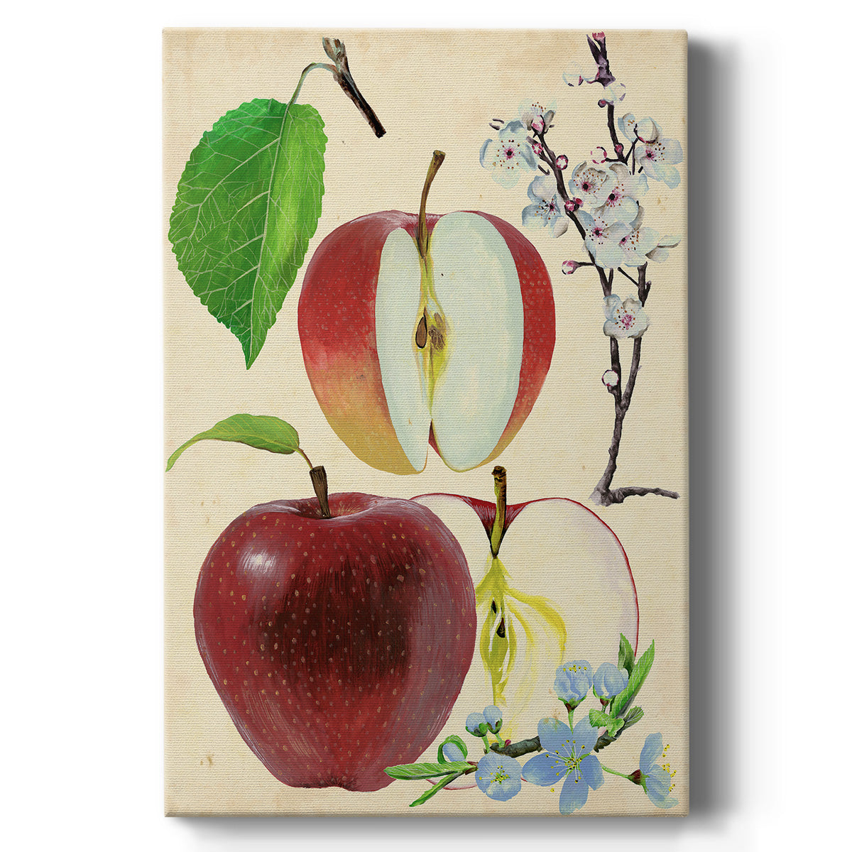 Apple & Blossom Study II - Canvas Art Print