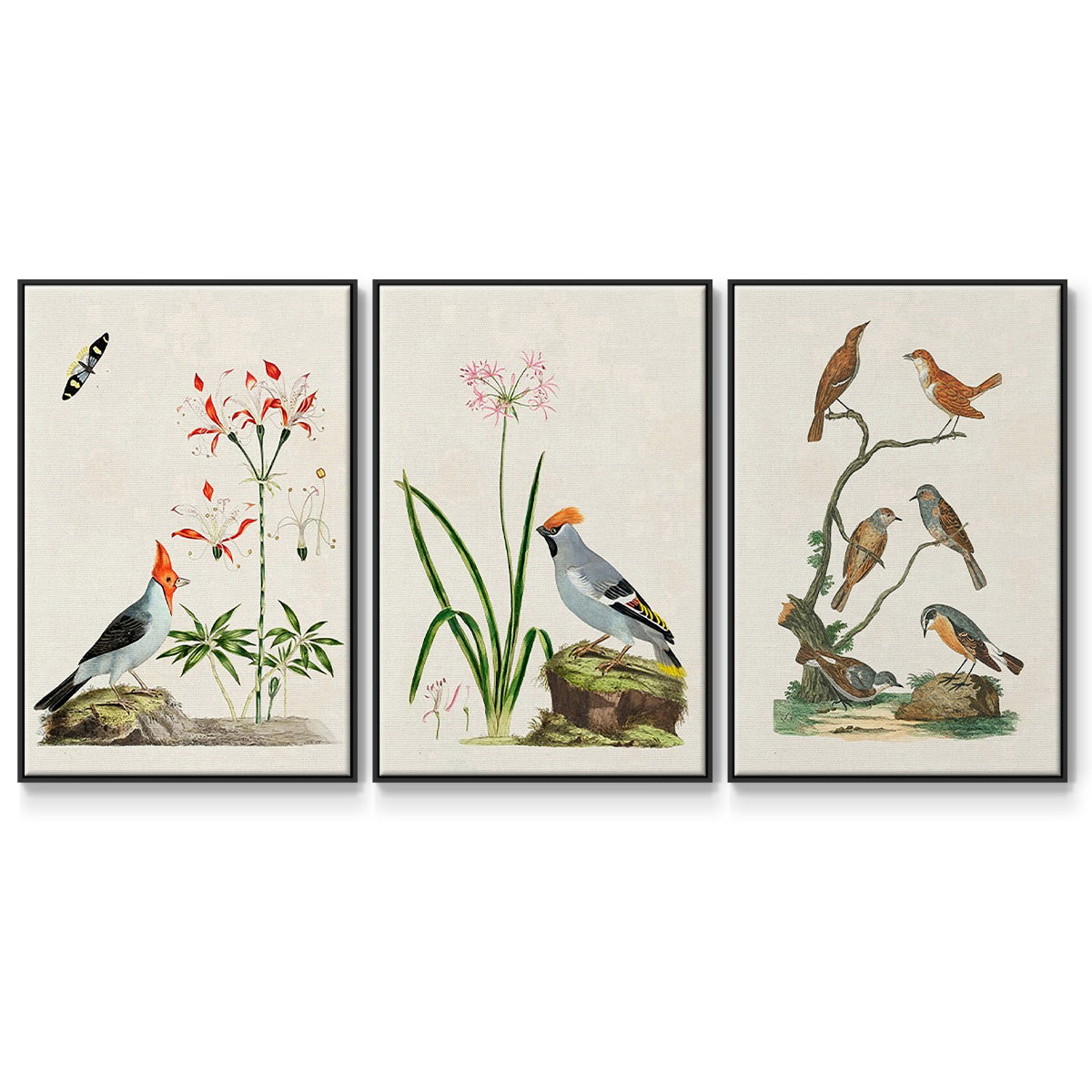 Antique Birds in Nature IV - Framed Premium Gallery Wrapped Canvas L Frame 3 Piece Set - Ready to Hang