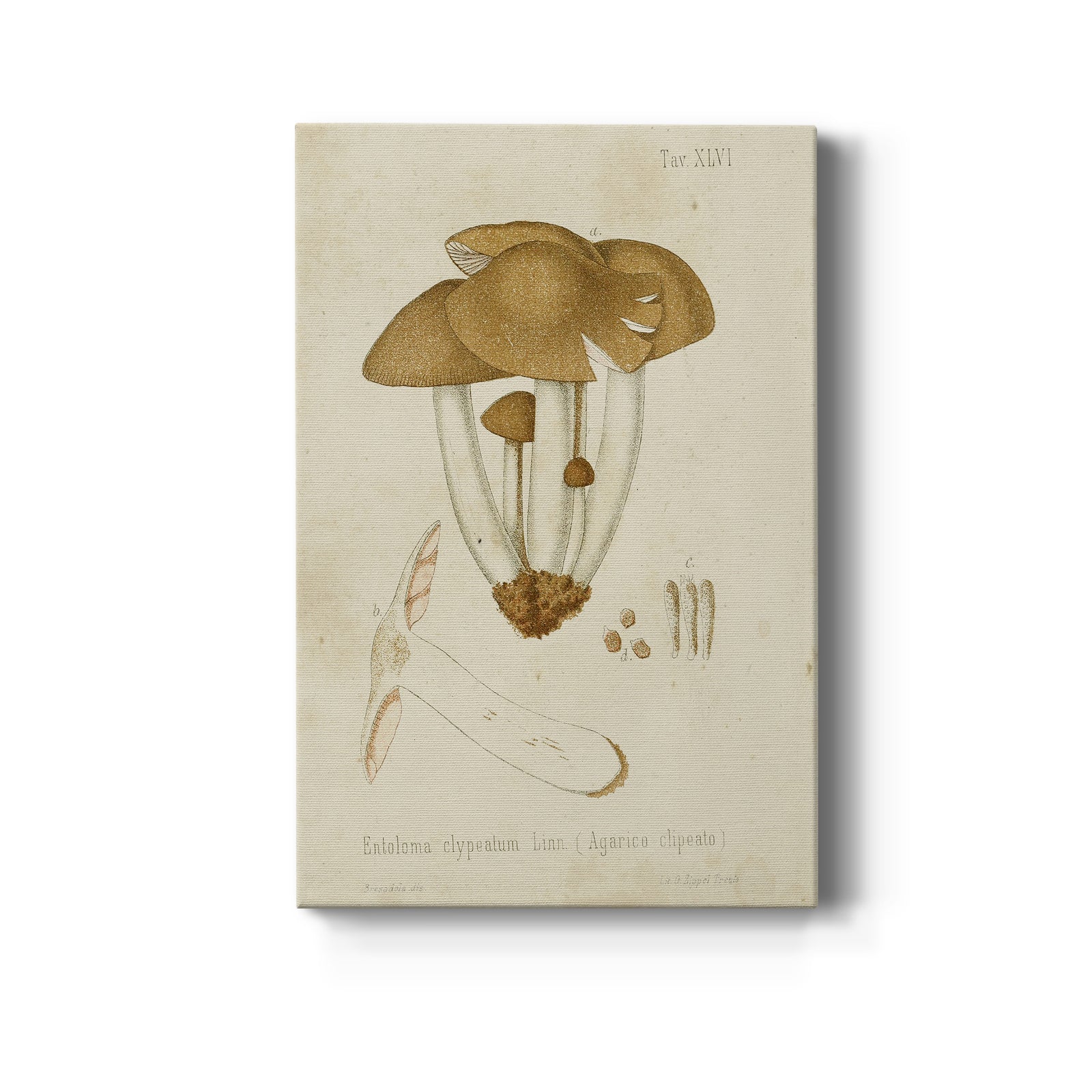 Mushroom Varieties V - Canvas Art Print