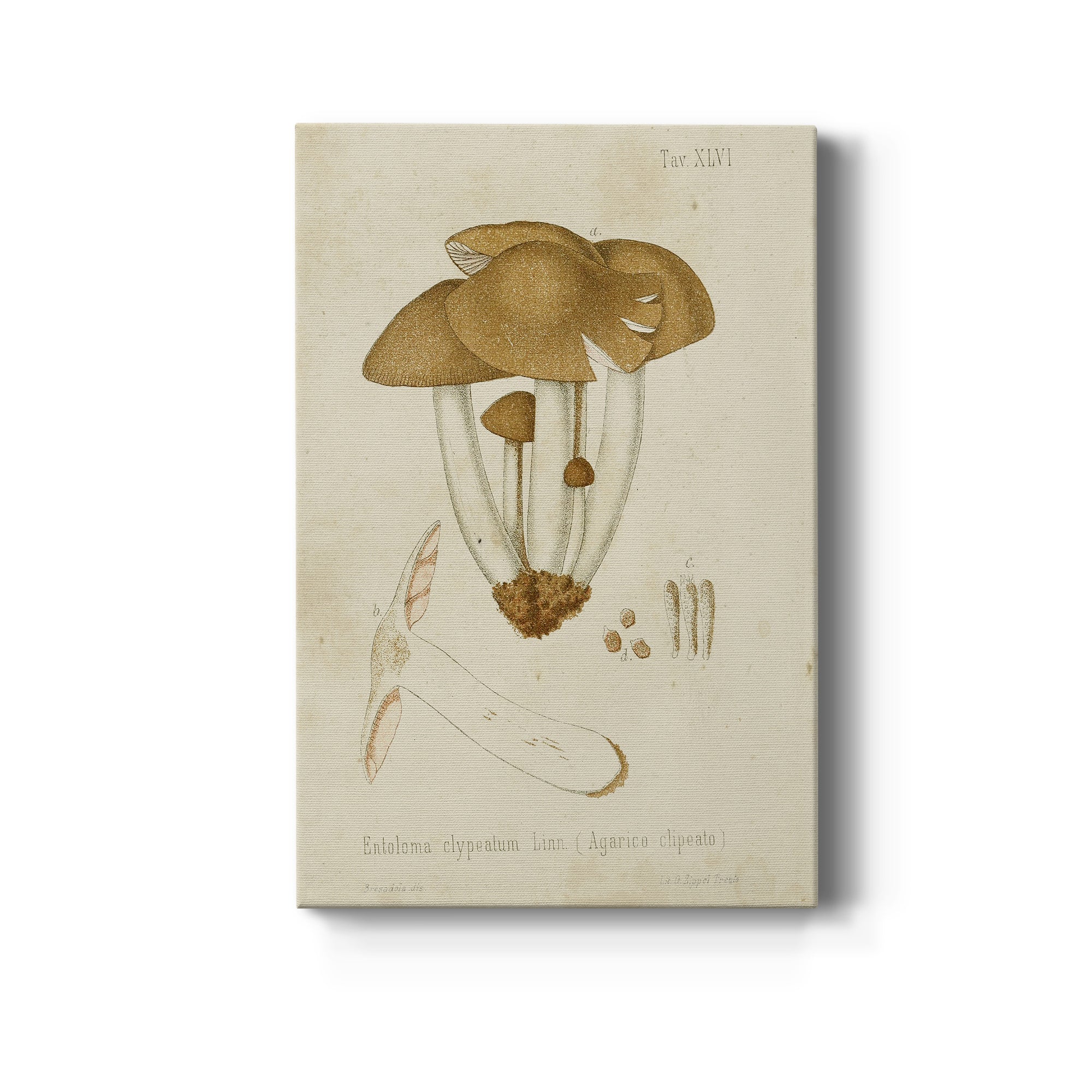 Mushroom Varieties V Premium Gallery Wrapped Canvas - Ready to Hang