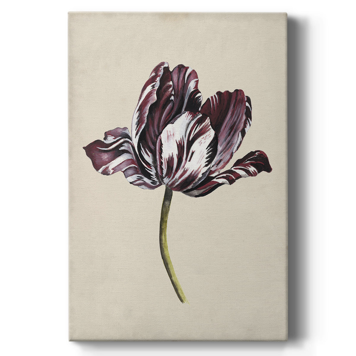 Antique Tulip Study I - Canvas Art Print