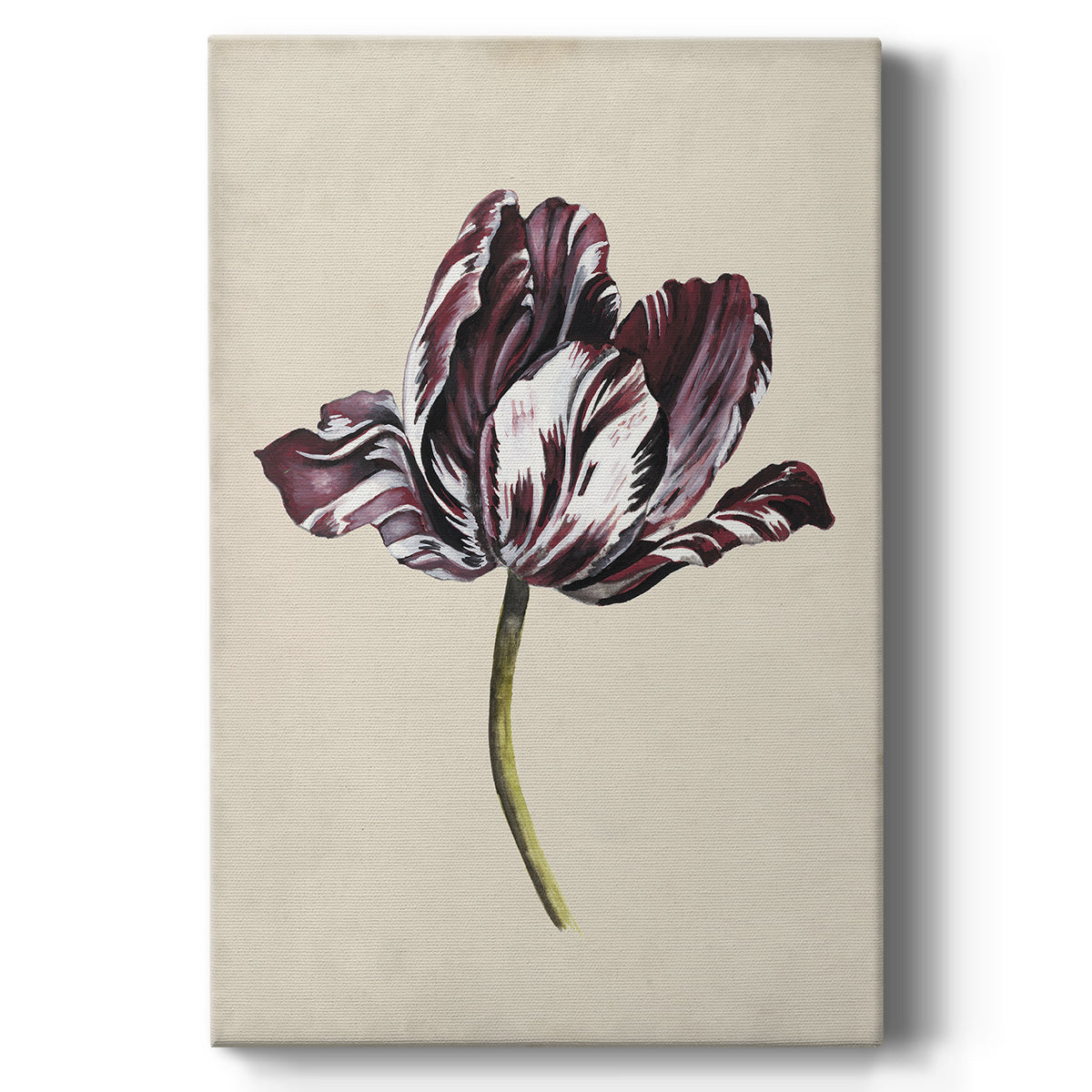 Antique Tulip Study I Premium Gallery Wrapped Canvas - Ready to Hang