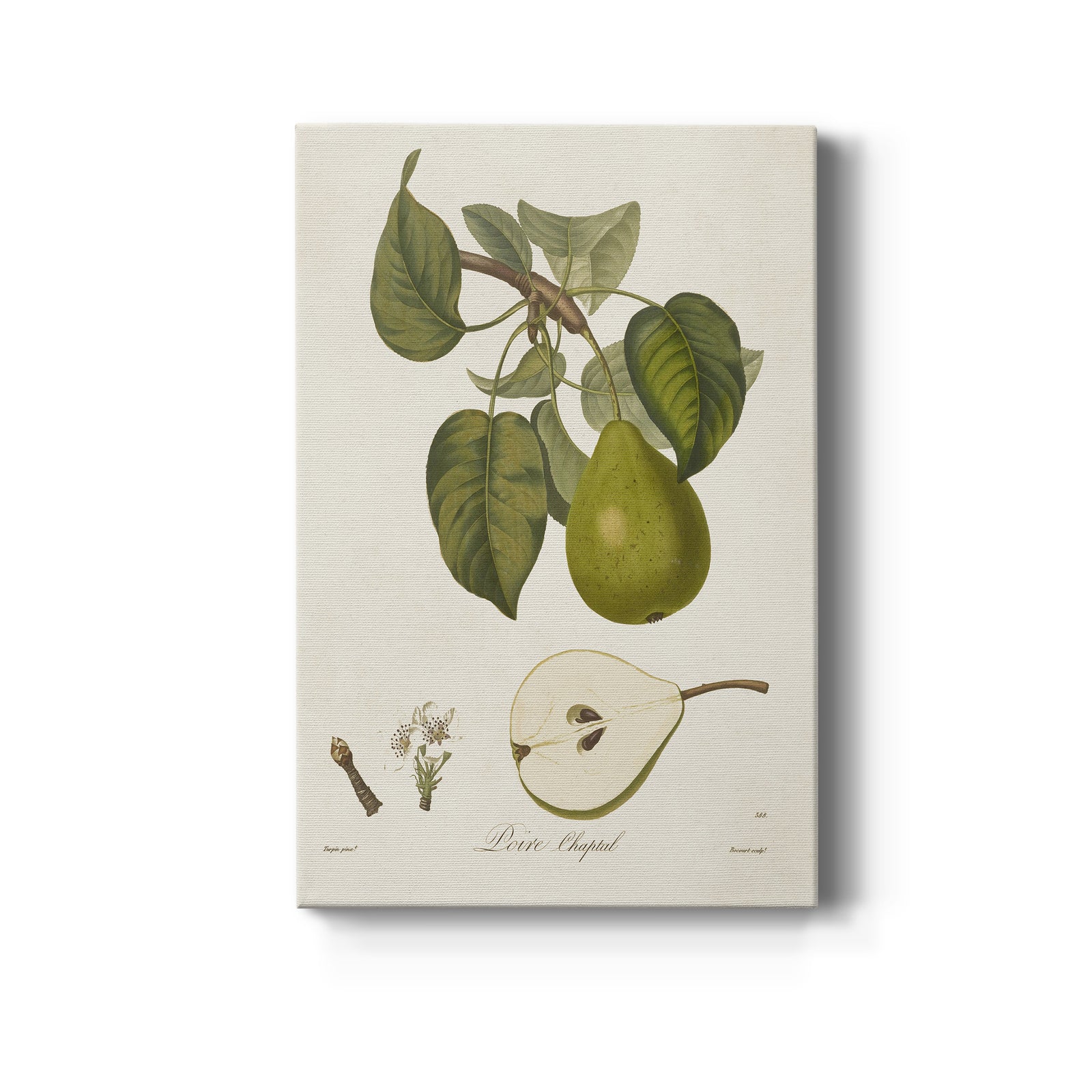 Vintage Pears VI - Canvas Art Print
