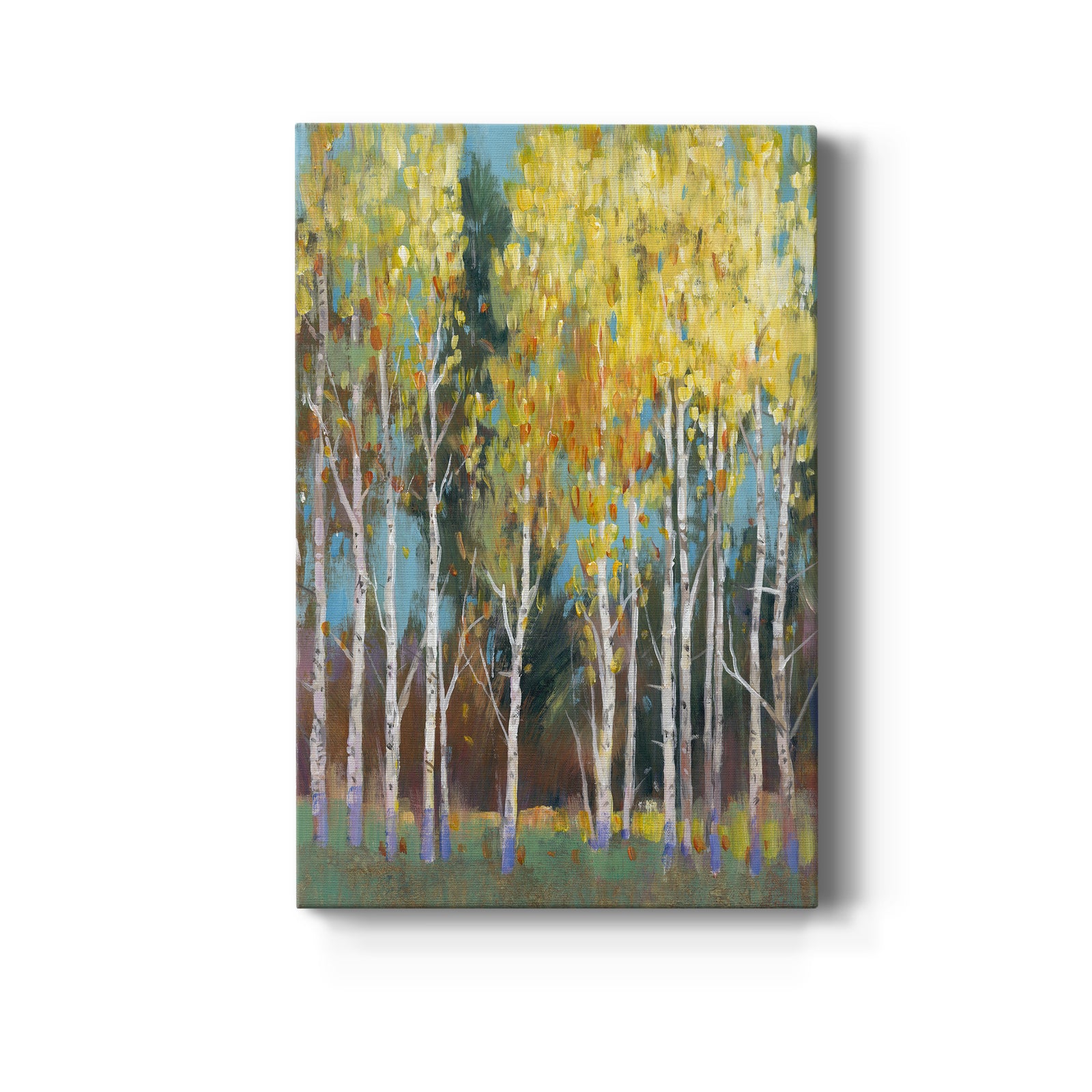 Aspen Grove II - Canvas Art Print