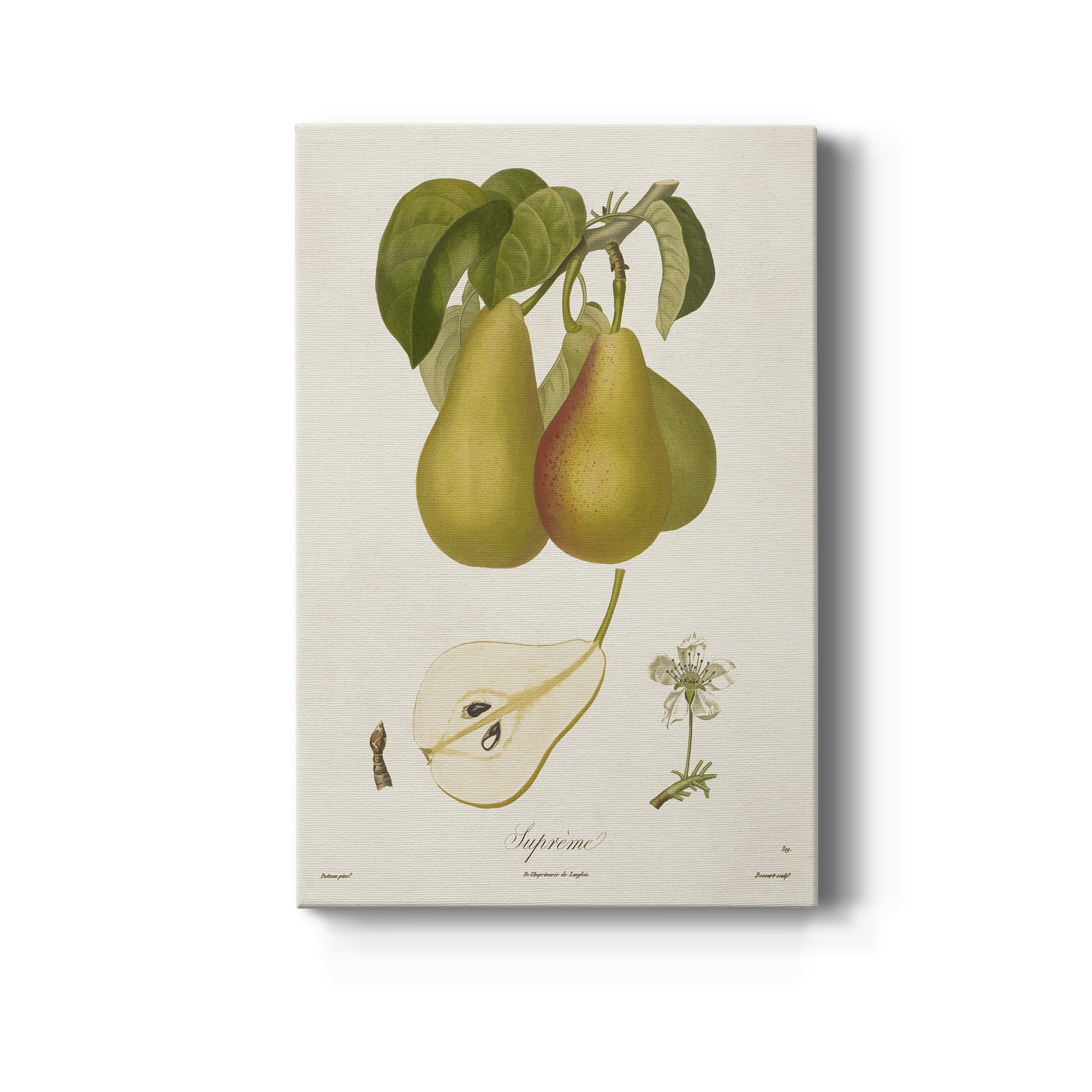 Vintage Pears V Premium Gallery Wrapped Canvas - Ready to Hang
