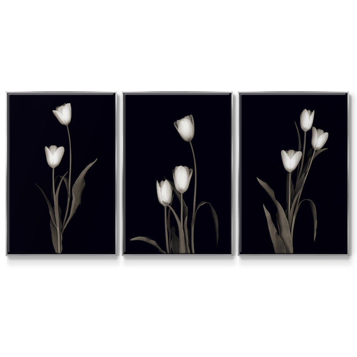 Tulip Pose I - Framed Premium Gallery Wrapped Canvas L Frame 3 Piece Set - Ready to Hang