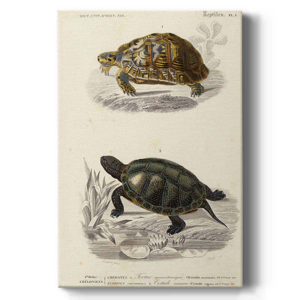 Antique Turtle Duo II Premium Gallery Wrapped Canvas - Ready to Hang