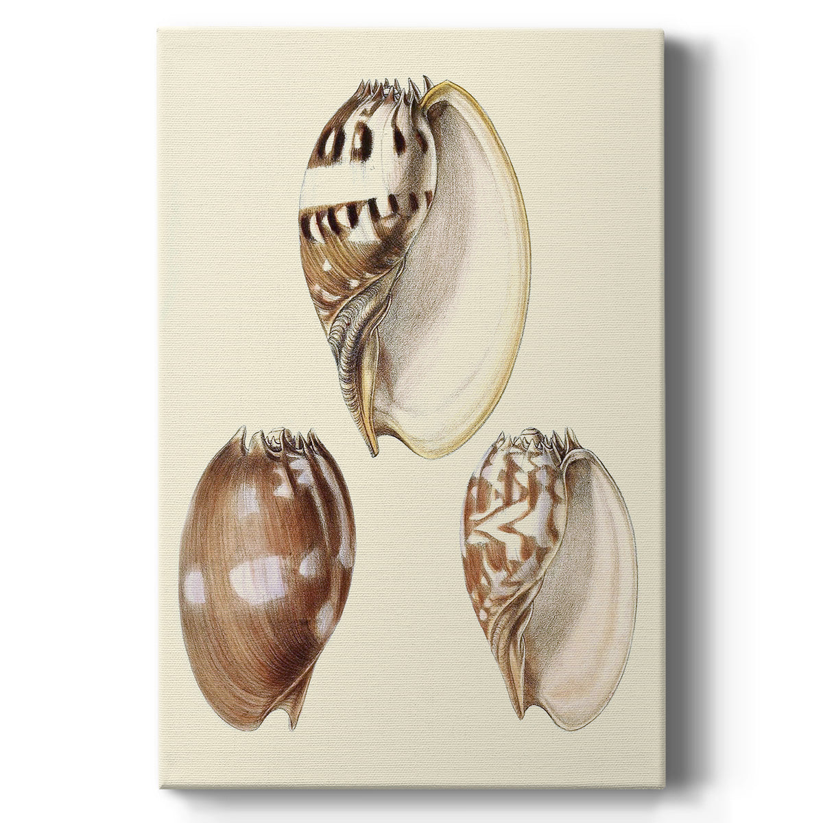 Splendid Shells VI Premium Gallery Wrapped Canvas - Ready to Hang