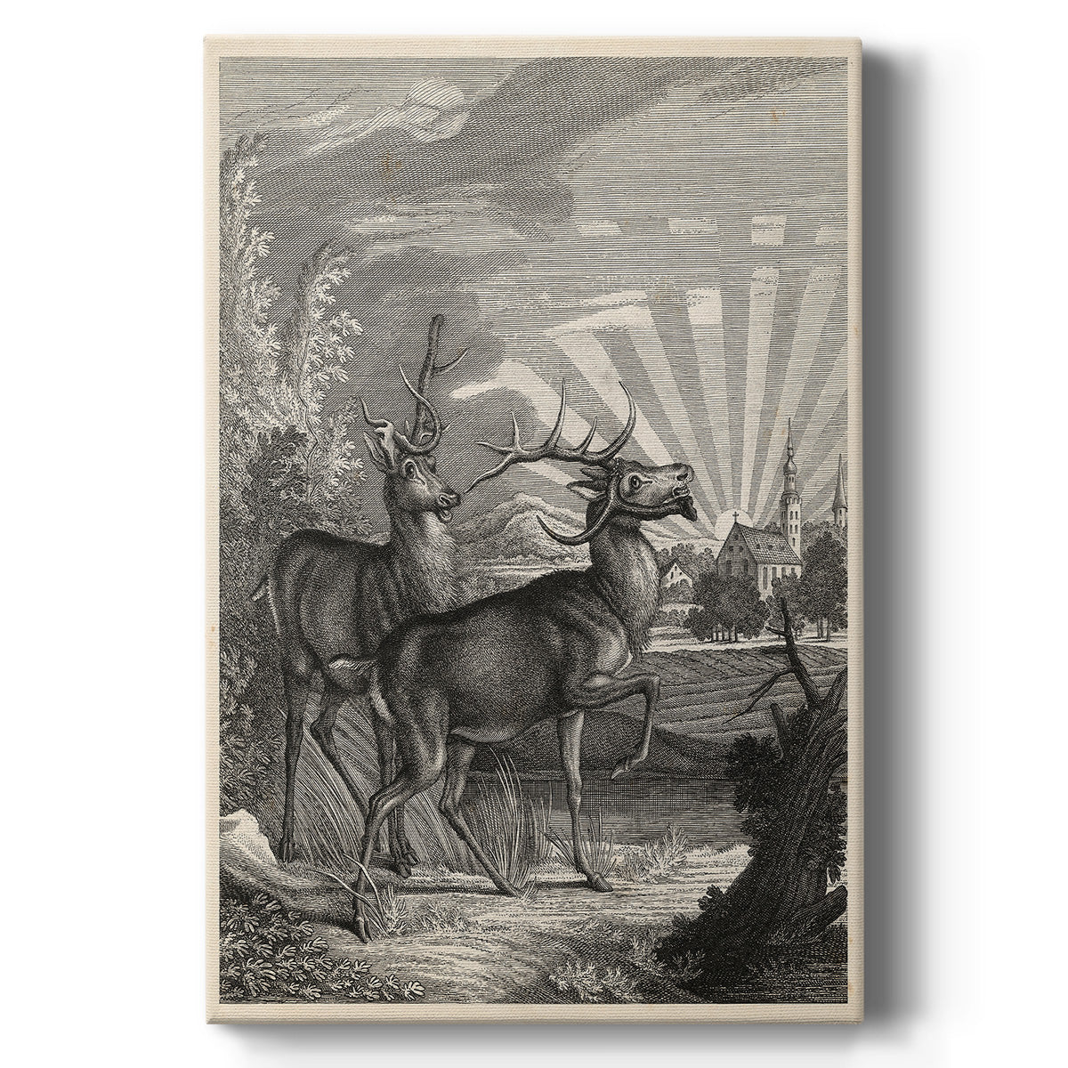 Woodland Deer V - Canvas Art Print