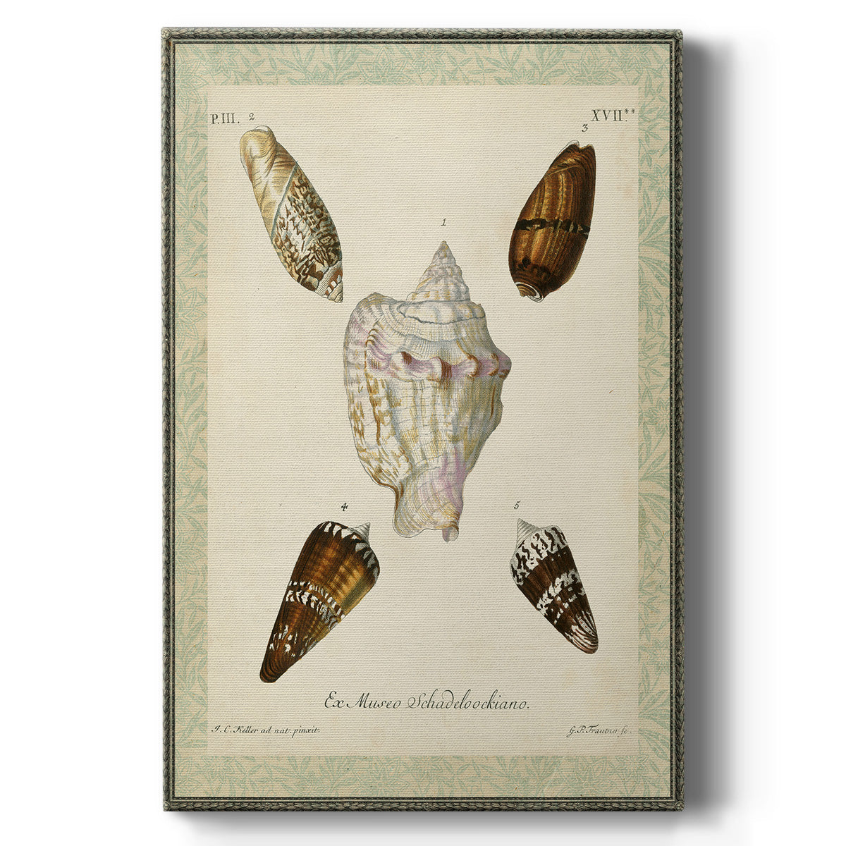 Bookplate Shells IV - Canvas Art Print