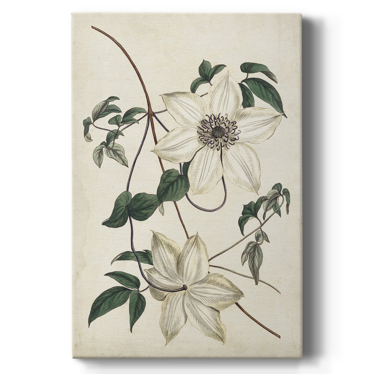 Ivory Garden II - Canvas Art Print