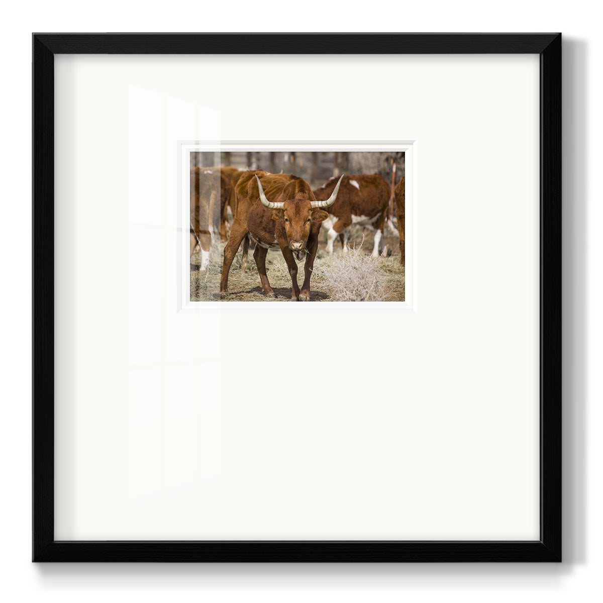 Longhorns- Premium Framed Print Double Matboard