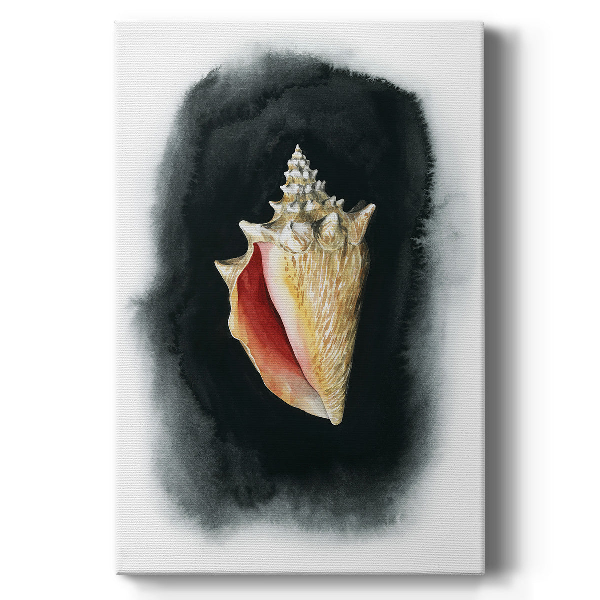 Conch on Black I - Canvas Art Print