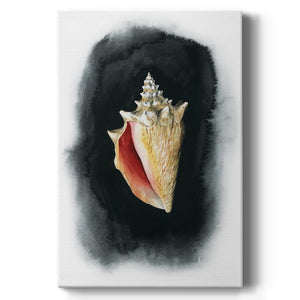 Conch on Black I - Canvas Art Print