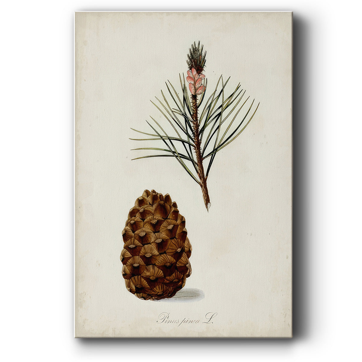 Antique Tree Study V - Canvas Art Print
