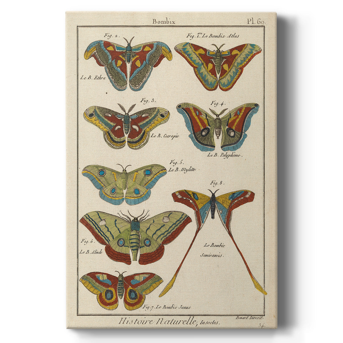 Histoire Naturelle Butterflies III - Canvas Art Print