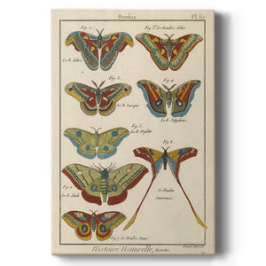 Histoire Naturelle Butterflies III - Canvas Art Print