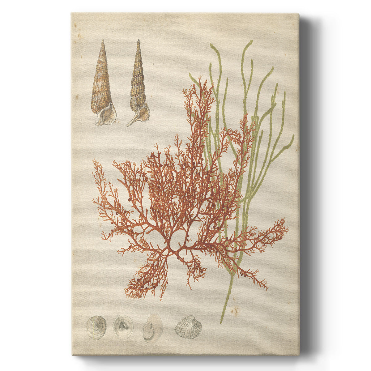 Coastal Relic III - Canvas Art Print