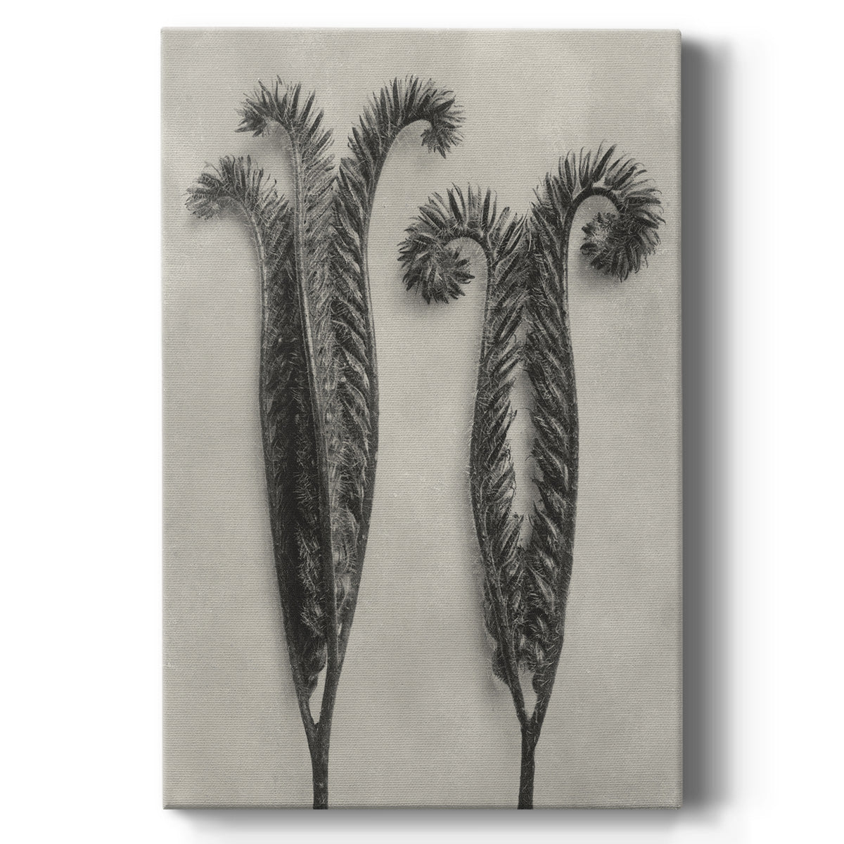 Blossfeldt Botanical II - Canvas Art Print