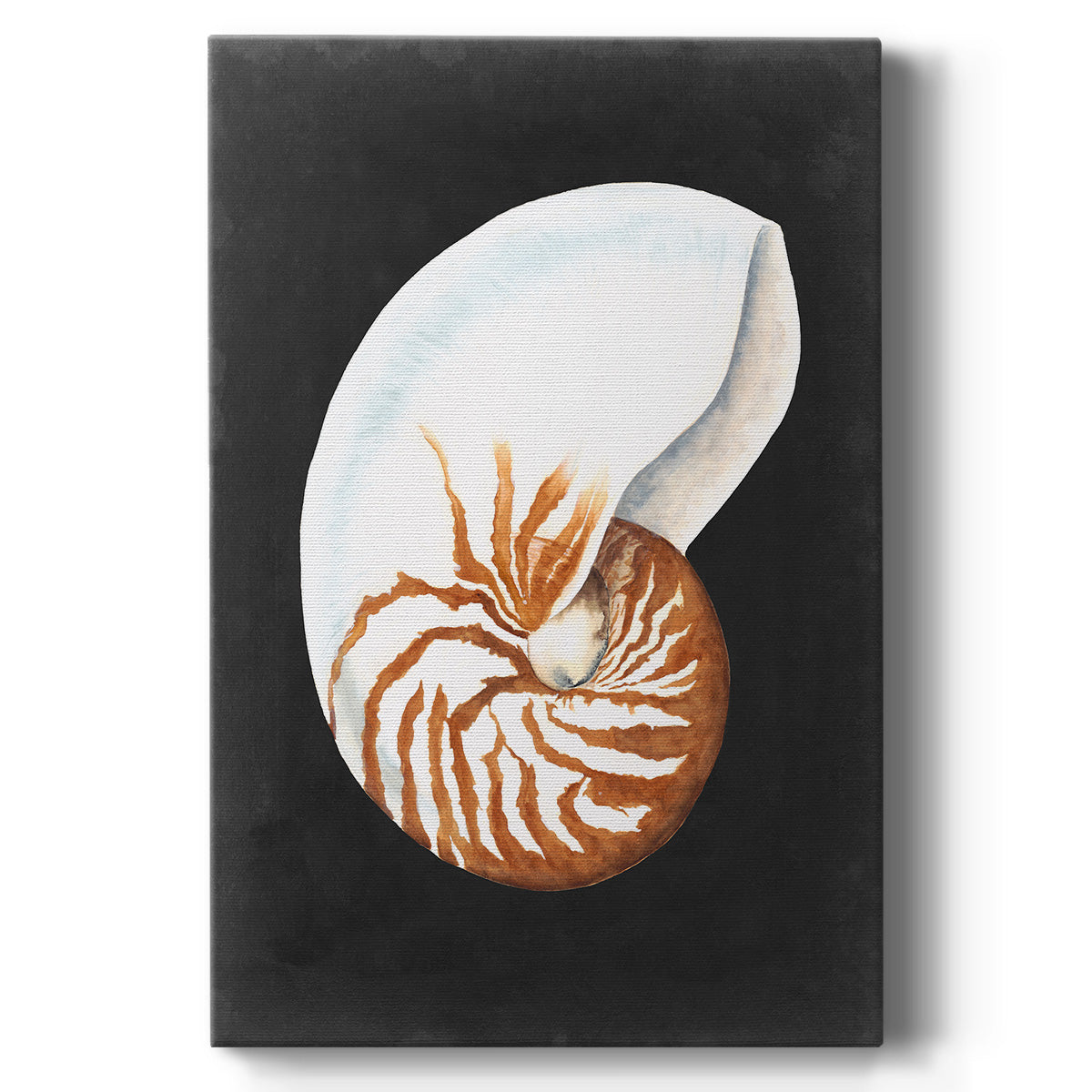 Graphic Nautilus - Canvas Art Print