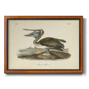 Audubons Brown Pelican Premium Framed Canvas- Ready to Hang