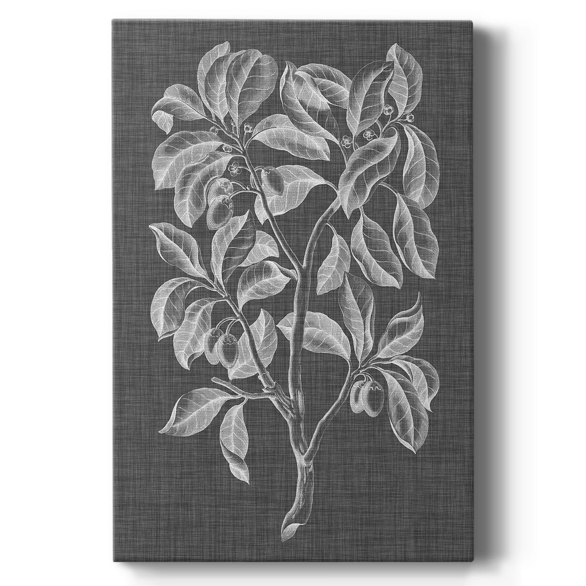 Graphic Foliage I - Canvas Art Print