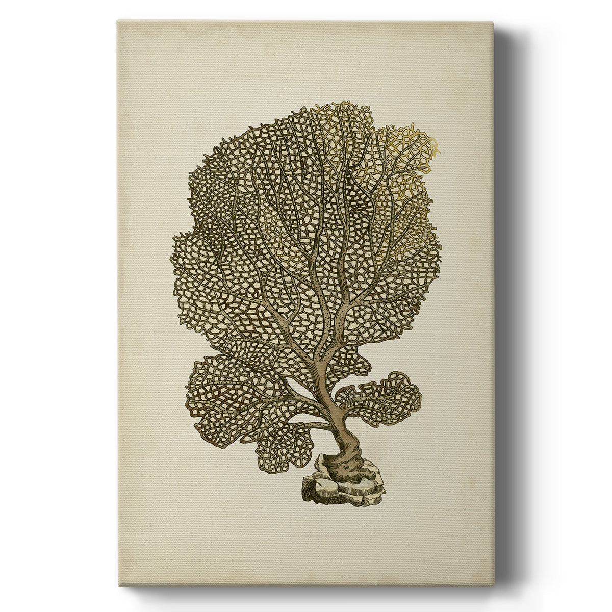 Sealife Collection VIII - Canvas Art Print