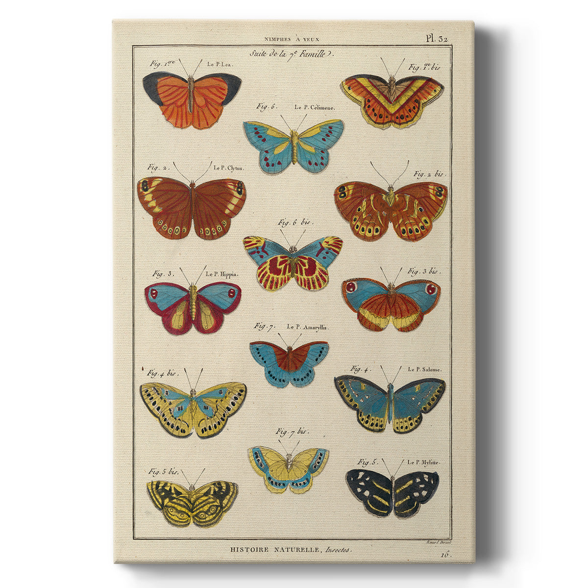 Histoire Naturelle Butterflies I - Canvas Art Print