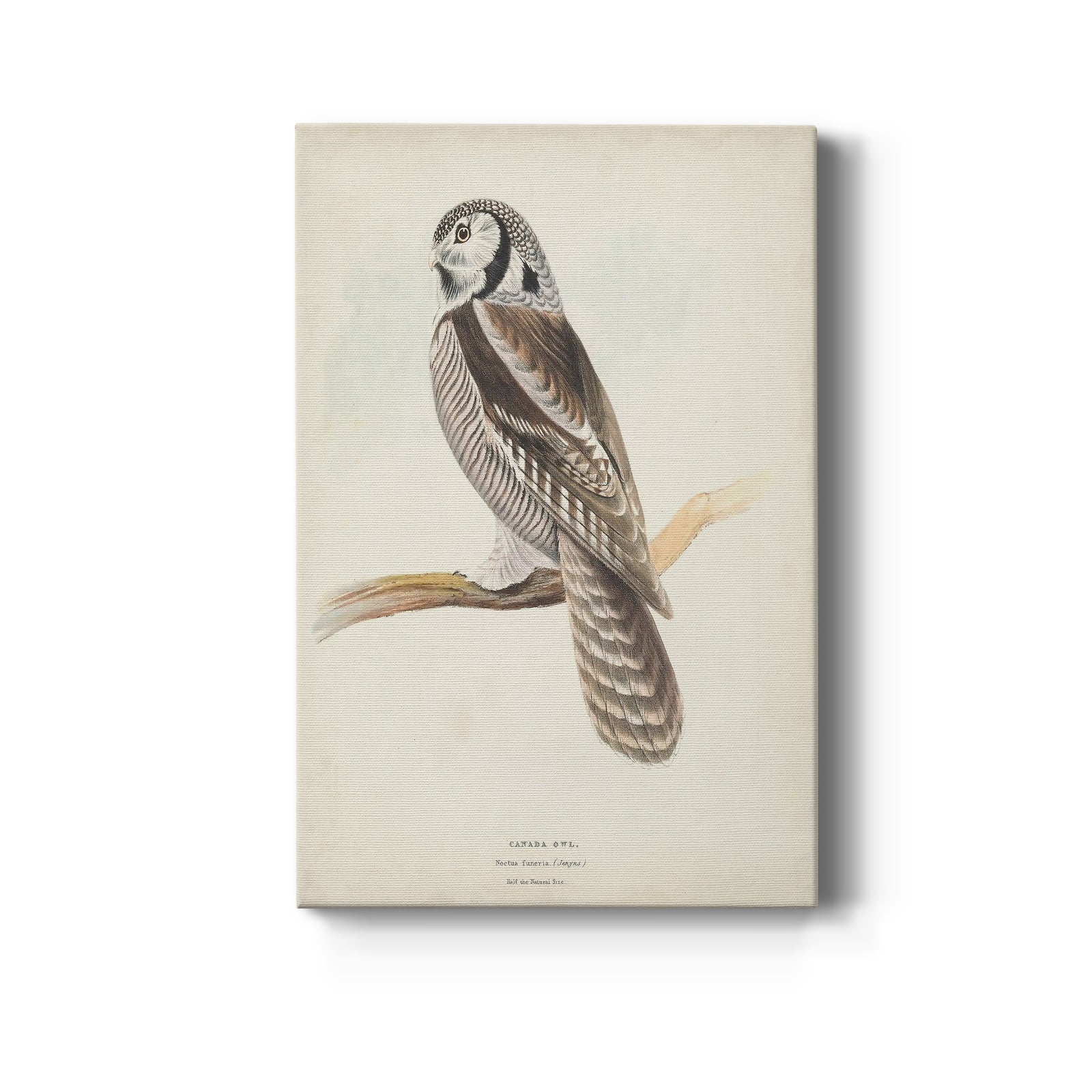 Canada Owl - Canvas Art Print