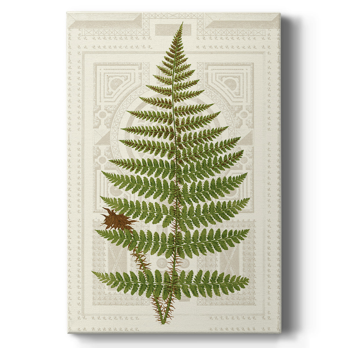 Garden Ferns V - Canvas Art Print