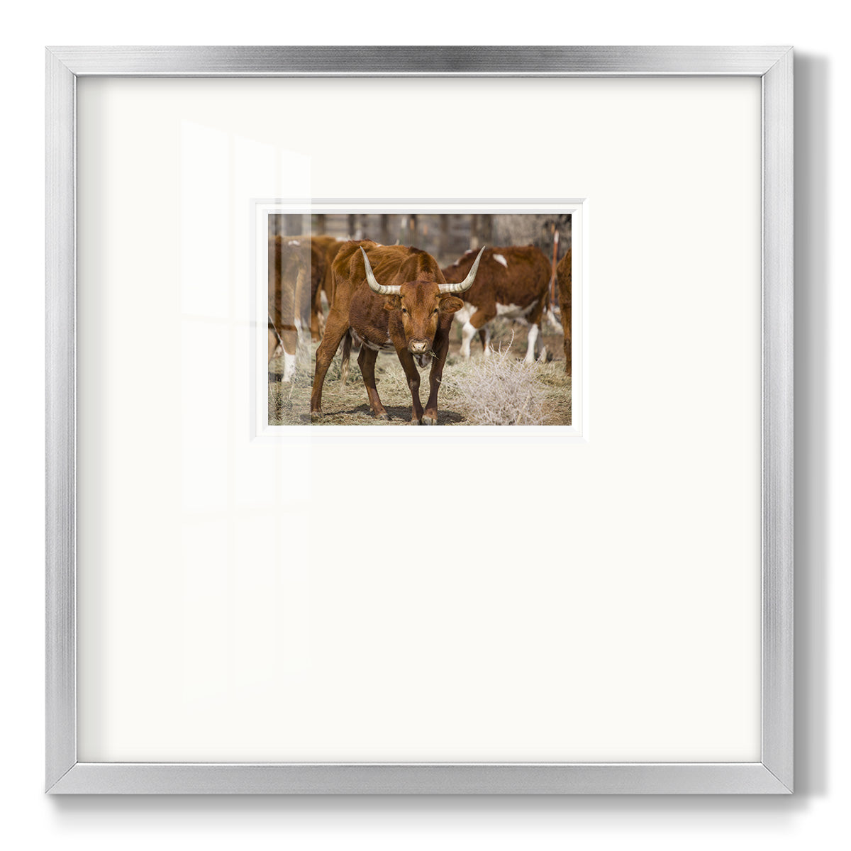 Longhorns- Premium Framed Print Double Matboard