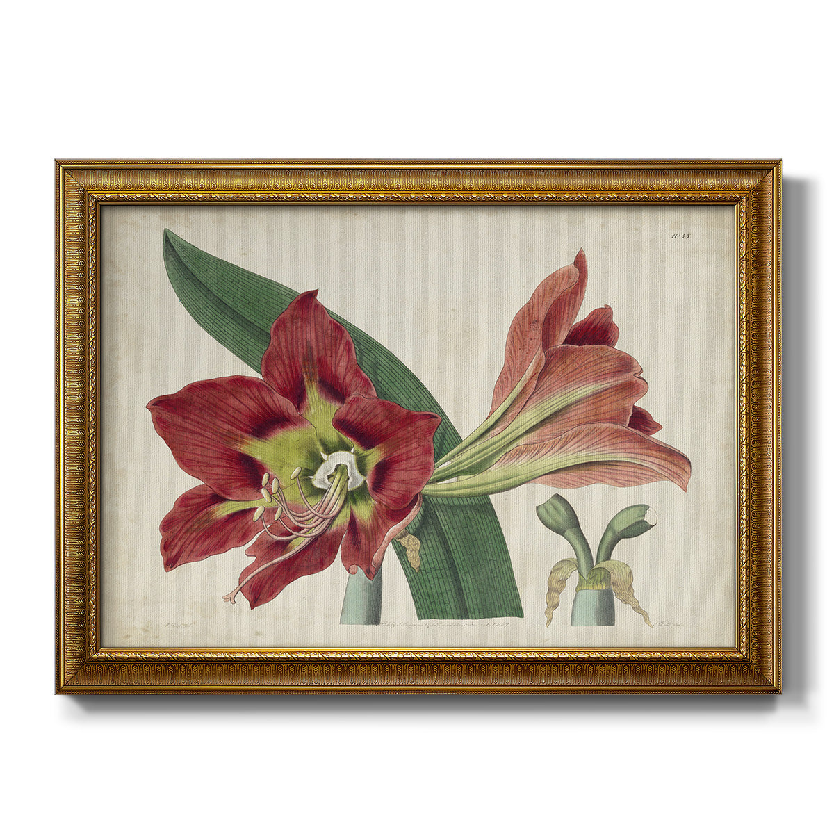 Amaryllis Splendor I - Ornate Framed Canvas Print