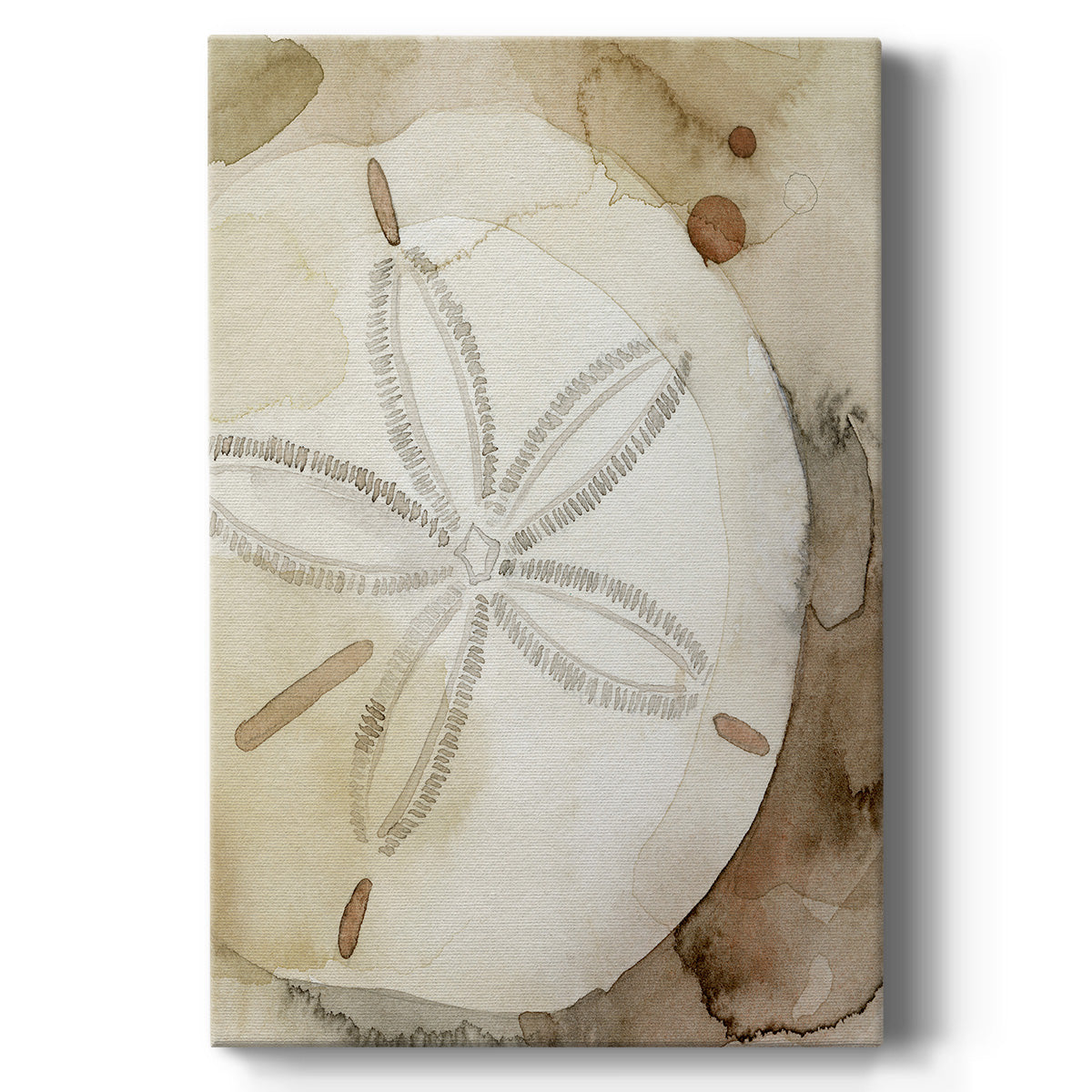 Dry Sand Dollar I Premium Gallery Wrapped Canvas - Ready to Hang