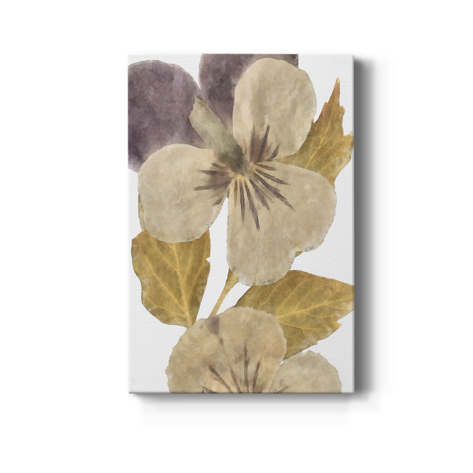 Neutral Pansy I - Canvas Art Print