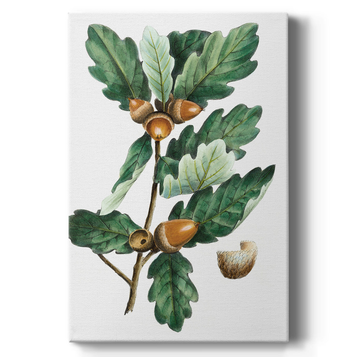 Douglas Oak Premium Gallery Wrapped Canvas - Ready to Hang