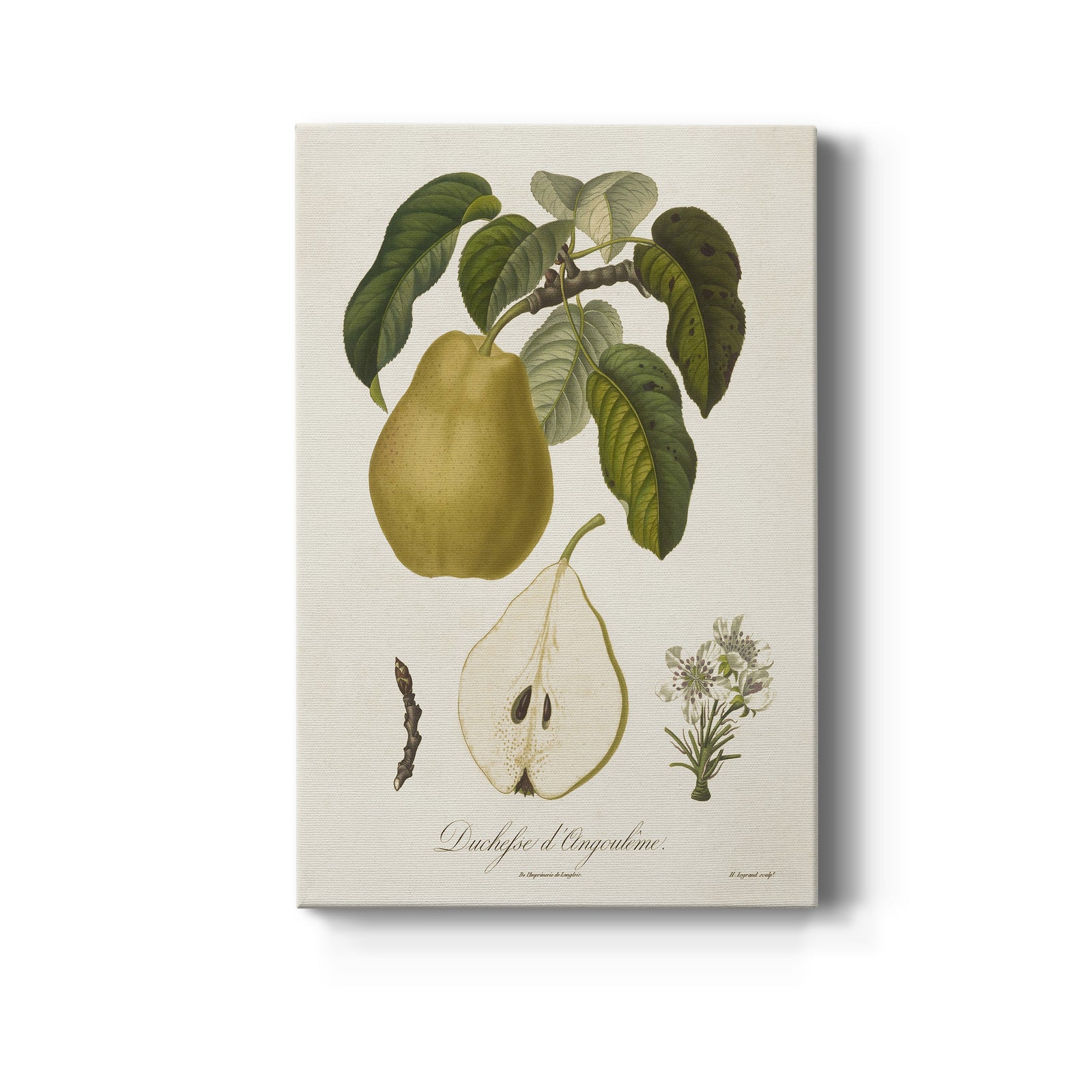 Vintage Pears I - Canvas Art Print