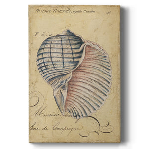 Seashell Ephemera V Premium Gallery Wrapped Canvas - Ready to Hang