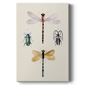 Insect Varieties I - Canvas Art Print