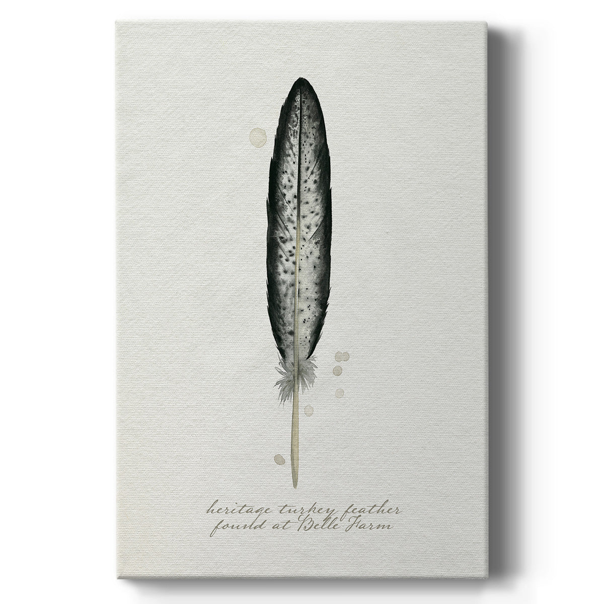 Found Feather II - Canvas Art Print