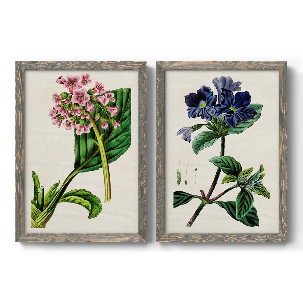 Antique Floral Folio III - Premium Framed Canvas 2 Piece Set - Ready to Hang